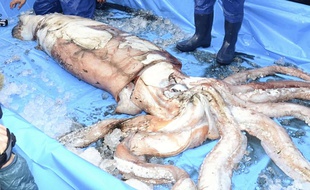 Un calmar géant pêché au large du Japon en janvier 2014.