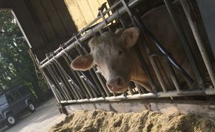 Feu vert pour le projet de ferme de 1.200 taurillons à Wintershouse en Alsace