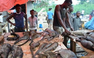 Des pangolins morts (c), reconnaissables à leurs écailles, sont en vente le 8 août 2014 sur un marché de Libreville