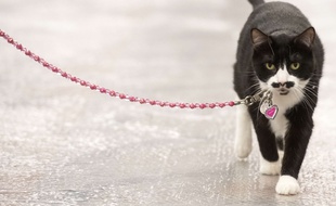 Un chat en laisse (illustration)