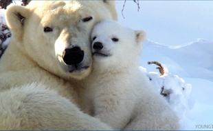 Qui veut un câlin avec un ours polaire?