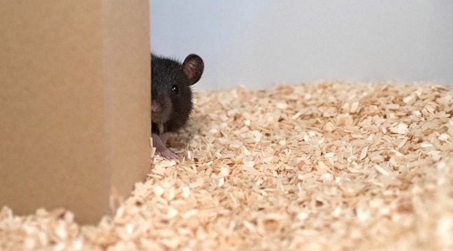 Des scientifiques apprennent à des rats à jouer à cache-cache