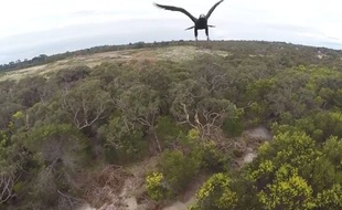 Un aigle fonce sur un drone près de Melbourne, en Australie, à une date non précisée.