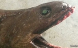 Le requin-lézard.