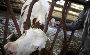 Un vétérinaire vaccine une vache contre la fièvre charbonneuse, le 21 août 2008 dans une ferme du Doubs.