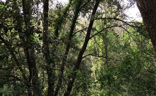 Sophia-Antipolis est une technopole à « caractère semi-rural » avec des bois.