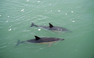 Le deux dauphins aperçus au Croisic, lundi