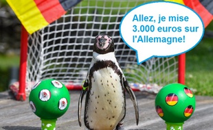 Ce pingouin aurait mieux fait de ne pas céder à l'appel du pari sportif.