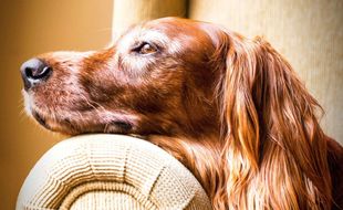 Illustration d'un setter.