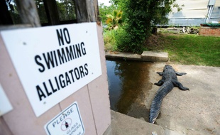 Le corps de l'alligator qui avait tué un baigneur a été retrouvé près des lieux du drame.