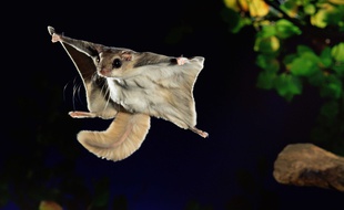Un écureuil volant (illustration)