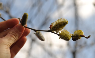 Une branche de saule, dont le pollen est allergène.