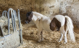 Un poney. (illustration)