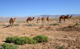 Des dromadaires, mais ici en Tunisie. (illustration)
