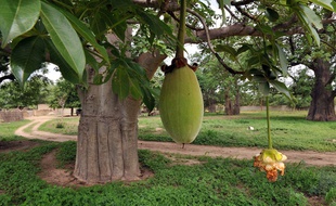 Un fruit du baobab.