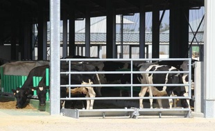 Les vaches arrivées à Drucat, dans "la ferme des 1.000 vaches", le 13 septembre 2014