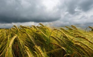 Les institutions européennes ont réussi mercredi à s'entendre pour rendre la Politique agricole commune (PAC) plus verte et plus équitable, tout en laissant en suspens des questions liées au controversé budget pluriannuel de l'UE, a annoncé la présidence irlandaise de l'Union européenne.
