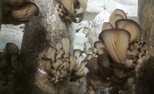 27 kilos de pleurotes sont ramassés chaque semaine dans la cave du Monoprix Saint-Augustin.