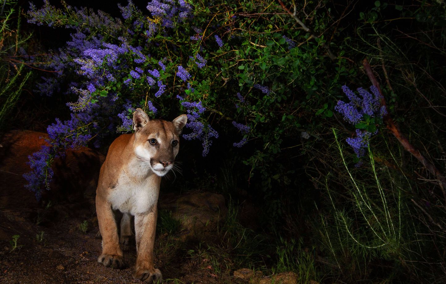 Le puma a été abattu par un gardien du parc après s'être réfugié dans un arbre après l'attaque. (illustration)