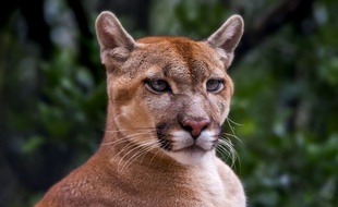 attaque de puma attaque de puma