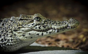 Illustration: un crocodile.