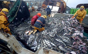 Un bateau de pêche débarque au port ses captures de cabillauds pêchés en mer de Barents en septembre 2004. (Photo illustration)