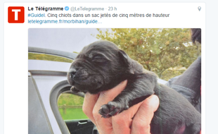 Le 19 octobre 2016 à Guidel (Morbihan), un promeneur a découvert au bord de l’estuaire de la Laïta un sac plastique contenant cinq très jeunes chiots ayant manifestement été à l'eau depuis un pont haut de cinq mètres.